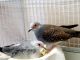 Diamond Dove Birds for sale in Menlo Park, CA, USA. price: $100