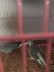 Diamond Dove Birds for sale in Katy, TX, USA. price: $35