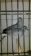 Diamond Dove Birds for sale in San Jose, Costa Mesa, CA 92626, USA. price: NA