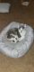 Dilute Calico Cats for sale in Dallas, TX, USA. price: NA