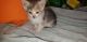 Dilute Calico Cats for sale in Cleves, OH, USA. price: NA