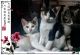 Dilute Calico Cats for sale in Lebanon, OR 97355, USA. price: $600