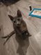 Dilute Calico Cats for sale in Killeen, TX 76541, USA. price: $750