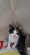 Dilute Calico Cats for sale in 317 Underhill Ave, The Bronx, NY 10473, USA. price: $400
