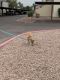 Dingo Puppies for sale in Mesa, AZ, USA. price: $600