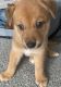Dingo Puppies for sale in Dapto, New South Wales. price: $650