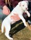 Dingo Puppies for sale in Los Angeles, CA, USA. price: $690