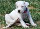 Dingo Puppies for sale in Birmingham, AL, USA. price: $650