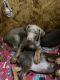 Doberman Pinscher Puppies for sale in Maricopa, AZ 85138, USA. price: NA