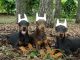 Doberman Pinscher Puppies for sale in Spring Hill, FL, USA. price: $2,350