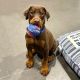 Doberman Pinscher Puppies for sale in New York, NY, USA. price: $550