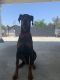 Doberman Pinscher Puppies for sale in Pacoima, Los Angeles, CA, USA. price: $600