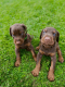 Doberman Pinscher Puppies for sale in Scarborough, Briarcliff Manor, NY 10510, USA. price: NA