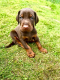 Doberman Pinscher Puppies for sale in Long Beach, NY, USA. price: NA