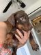 Doberman Pinscher Puppies for sale in Horse Cave, KY 42749, USA. price: $700