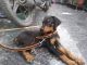 Doberman Pinscher Puppies for sale in Hisar, Haryana, India. price: 30000 INR