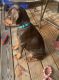 Doberman Pinscher Puppies for sale in Charlotte, NC, USA. price: $1,400