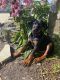 Doberman Pinscher Puppies for sale in Milford, IN 46542, USA. price: NA