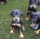 Doberman Pinscher Puppies for sale in New York, NY, USA. price: $1,500