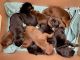 Doberman Pinscher Puppies for sale in Fort Wayne, IN, USA. price: $1,500