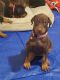 Doberman Pinscher Puppies for sale in Rialto, CA 92376, USA. price: $1,000