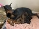 Doberman Pinscher Puppies for sale in Randallstown, MD, USA. price: $1,130