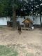 Doberman Pinscher Puppies for sale in Monroe Township, NJ 08831, USA. price: NA