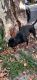 Doberman Pinscher Puppies for sale in Brooklyn, NY, USA. price: $600