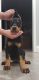 Doberman Pinscher Puppies for sale in Rialto, CA, USA. price: $1