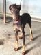 Doberman Pinscher Puppies for sale in Darawali, Maharashtra, India. price: 11000 INR