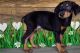 Doberman Pinscher Puppies for sale in Detroit, MI 48205, USA. price: $500