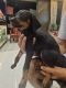 Doberman Pinscher Puppies for sale in Mumbai, Maharashtra, India. price: 10000 INR