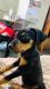 Doberman Pinscher Puppies for sale in Hyderabad, Telangana, India. price: 20000 INR