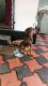 Doberman Pinscher Puppies for sale in Puthoor, Kerala 691507, India. price: 10000 INR