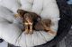 Doberman Pinscher Puppies for sale in Ormond Beach, FL, USA. price: NA