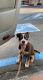 Doberman Pinscher Puppies for sale in Davis, CA, USA. price: $1,300
