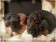 Doberman Pinscher Puppies for sale in Crestview, FL, USA. price: NA