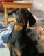Doberman Pinscher Puppies for sale in Shiv-Shail Apartments Rd, Buty Layout, Nagpur, Maharashtra, India. price: 16000 INR