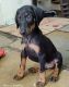 Doberman Pinscher Puppies for sale in Pune, Maharashtra. price: 15000 INR