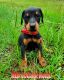 Doberman Pinscher Puppies for sale in Jacksonville, TX 75766, USA. price: NA