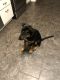 Doberman Pinscher Puppies for sale in Washington, MI 48094, USA. price: NA