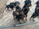 Doberman Pinscher Puppies for sale in San Diego, CA, USA. price: NA