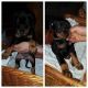 Doberman Pinscher Puppies for sale in New York, NY, USA. price: $900