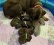 Doberman Pinscher Puppies for sale in Fresno County, CA, USA. price: $1,200