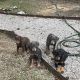 Doberman Pinscher Puppies for sale in Bartlett, TN, USA. price: NA