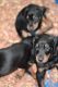 Doberman Pinscher Puppies for sale in Sanford, FL, USA. price: NA