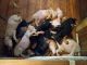 Doberman Pinscher Puppies for sale in Danville, PA 17821, USA. price: NA