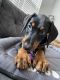 Doberman Pinscher Puppies for sale in Wake Forest, NC 27587, USA. price: NA