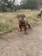 Doberman Pinscher Puppies for sale in Randallstown, MD, USA. price: NA