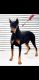Doberman Pinscher Puppies for sale in Riverside, CA 92504, USA. price: $600